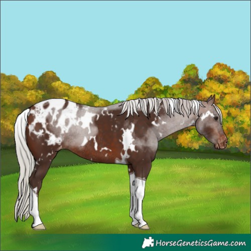Horse Color:White Spotted Silver Brown Tobiano Appaloosa Rabicano