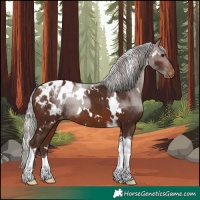 Horse Color:White Spotted Silver Brown Tobiano Blanket Rabicano 