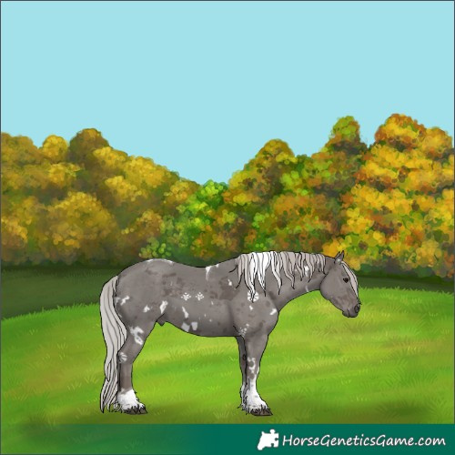 Horse Color:White Spotted Silver Black Tobiano 