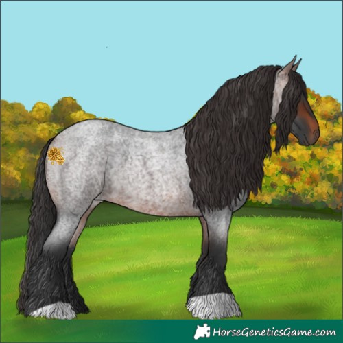 Horse Color:Brown Roan 