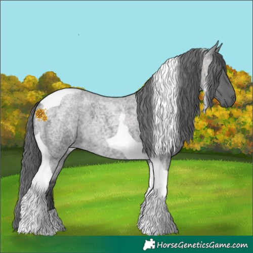 Horse Color:Blue Roan Merle Tobiano 