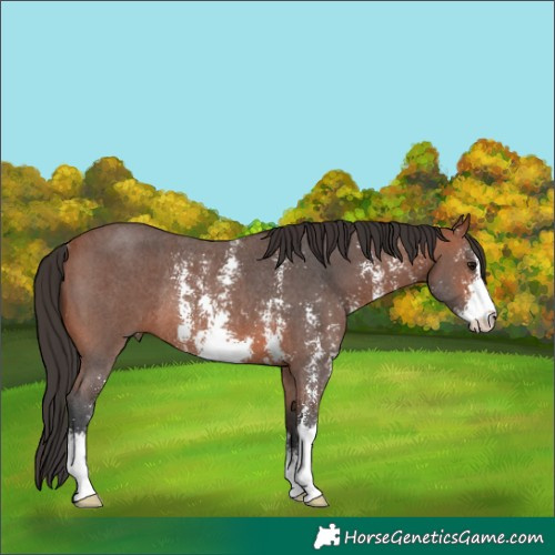 Horse Color:Bay Sabino Rabicano 