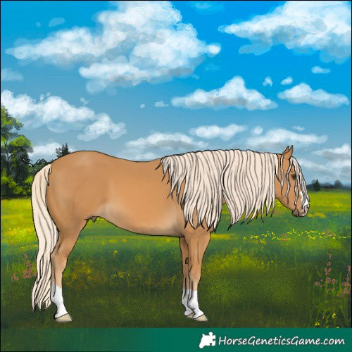 Horse Color:Palomino 