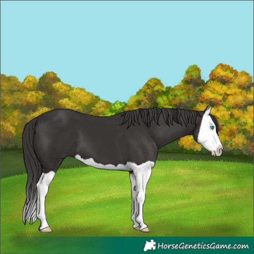 Horse Color:Smoky Black Splash 