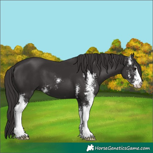 Horse Color:Smoky Black Sabino