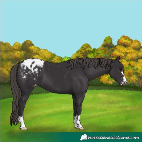 Horse Color:Smoky Black Varnish