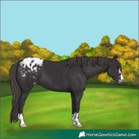 Horse Color:Smoky Black Varnish 