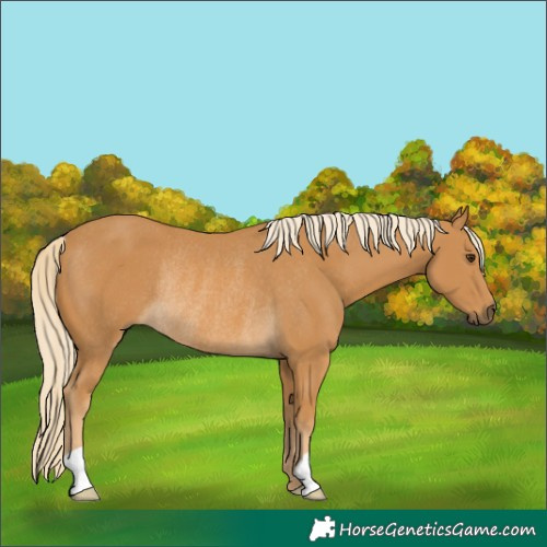 Horse Color:Palomino Rabicano