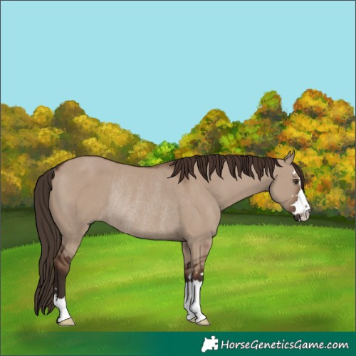 Horse Color:Liver Red Dun Rabicano
