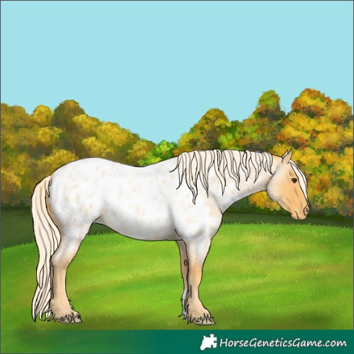 Horse Color:Palomino Roan Appaloosa