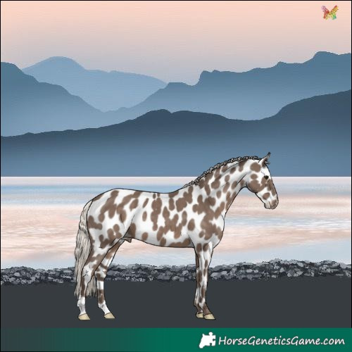 Horse Color:Silver Black Leopard 