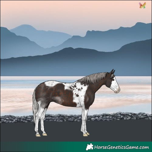 Horse Color:Silver Brown Splash Tobiano 
