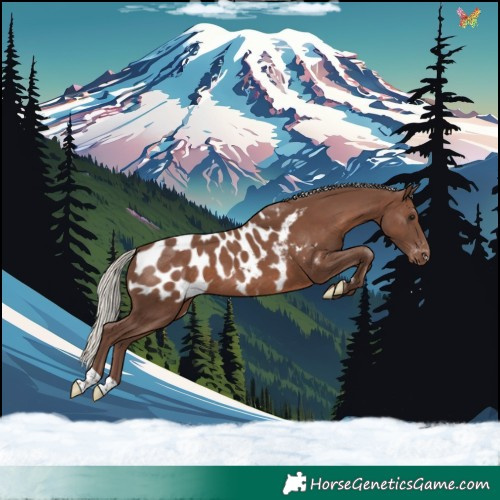 Horse Color:Silver Black Appaloosa