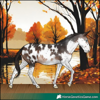 Horse Color:Brown Splash Appaloosa 