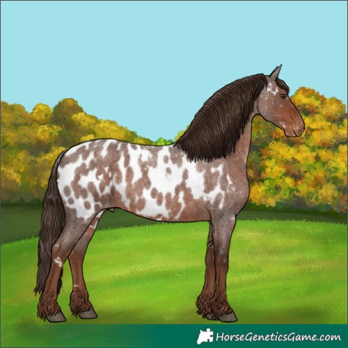 Horse Color:White Spotted Liver Red Roan Appaloosa 