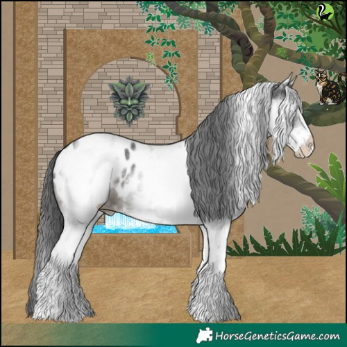 Horse Color:White Spotted Black Merle Appaloosa 