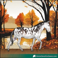 Horse Color:White Spotted Brown Splash Appaloosa