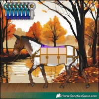 Horse Color:Liver Chestnut Near Fewspot