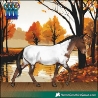 Horse Color:Liver Chestnut Appaloosa 