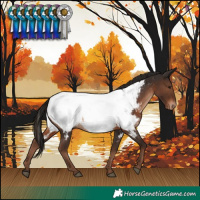 Horse Color:Liver Chestnut Near Fewspot 