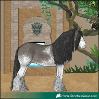Horse Color:White Spotted Grullo