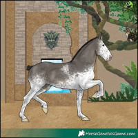 Horse Color:White Spotted Grullo