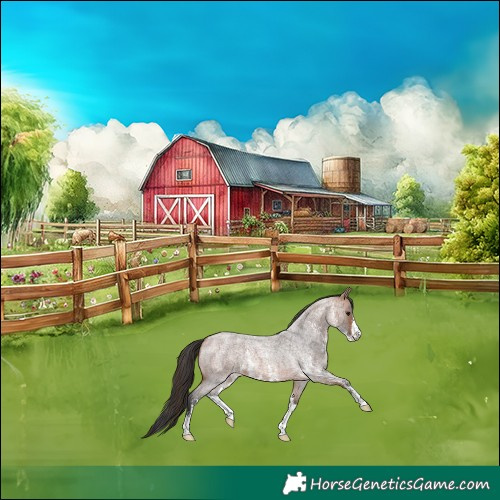 Horse Color:Bay Roan Sabino