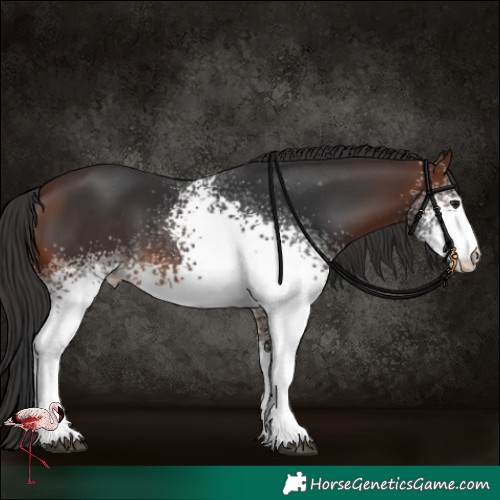 Horse Color:White Spotted Brown Sabino 