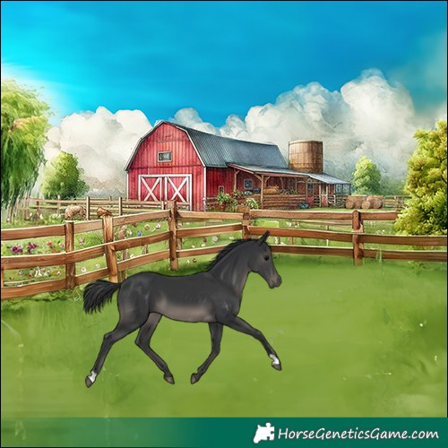 Horse Color:Black 