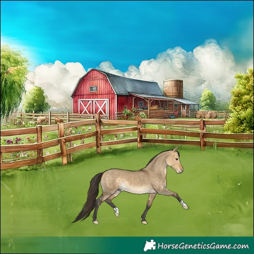 Horse Color:Buckskin Dun