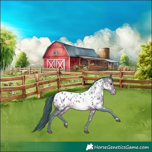 Horse Color:Watercolor Brown Appaloosa 