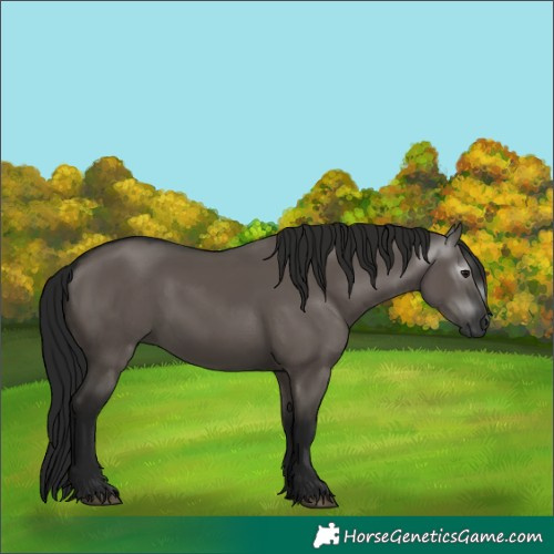 Horse Color:Gray Grullo 