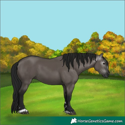 Horse Color:Gray Grullo 