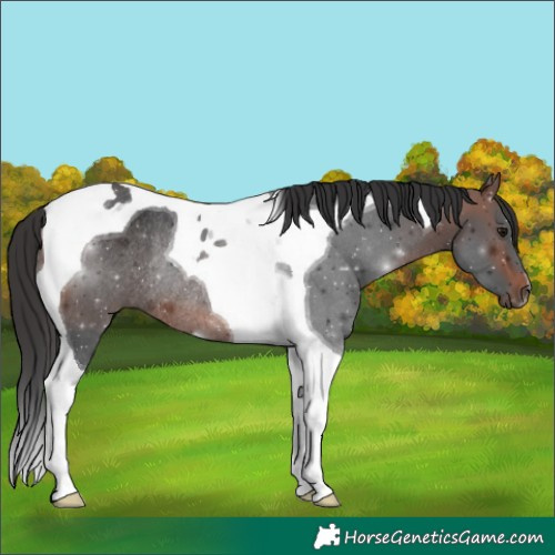 Horse Color:Brown Tobiano Rabicano