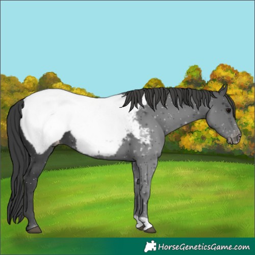 Horse Color:Black Appaloosa 