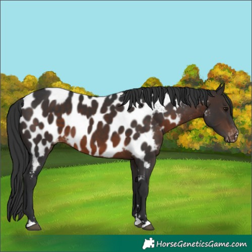 Horse Color:Brown Appaloosa