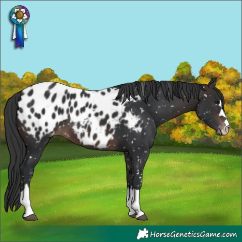 Horse Color:Brown Appaloosa