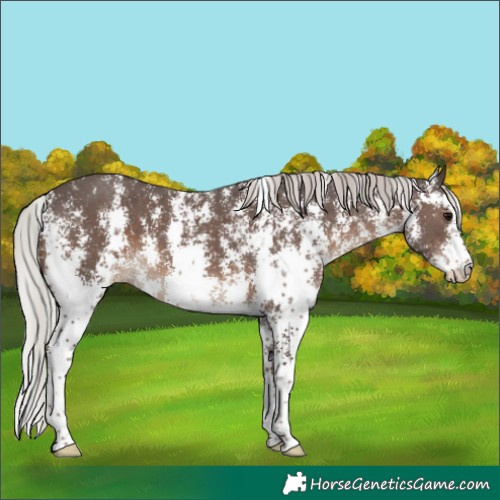 Horse Color:Silver Black Sabino 