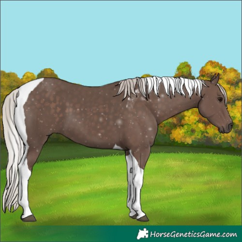 Horse Color:Silver Black Tobiano