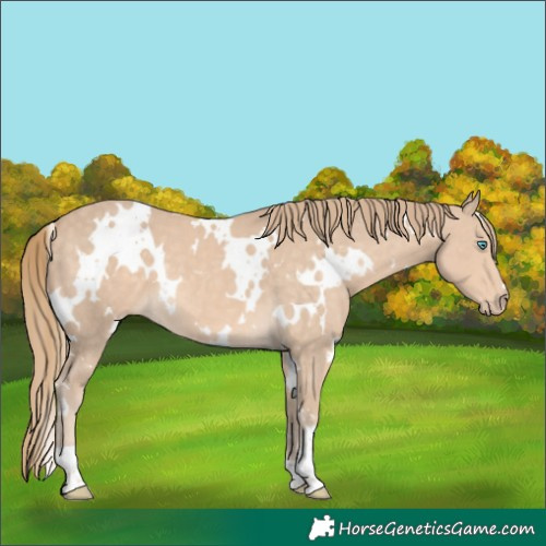 Horse Color:White Spotted Perlino