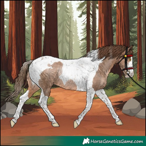 Horse Color:Brown Pearl Tobiano Rabicano