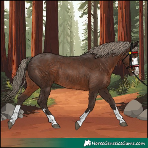 Horse Color:Liver Chestnut Rabicano