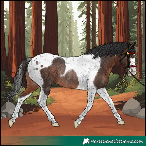 Horse Color:Brown Tobiano Rabicano 