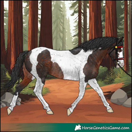 Horse Color:Brown Tobiano Rabicano