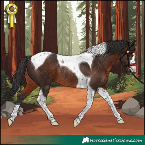 Horse Color:Brown Tobiano Rabicano