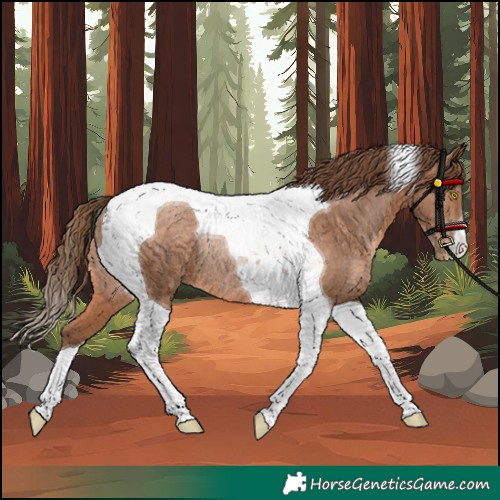 Horse Color:Brown Pearl Tobiano Rabicano