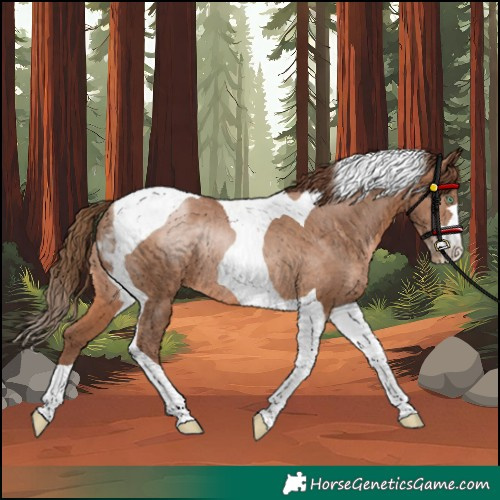 Horse Color:Brown Pearl Tobiano Rabicano