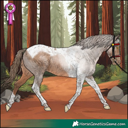 Horse Color:Brown Pearl Tobiano Rabicano 