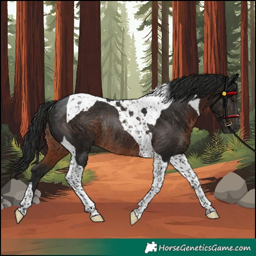 Horse Color:Gray Brown Tobiano Rabicano