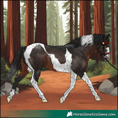 Horse Color:Gray Brown Tobiano 